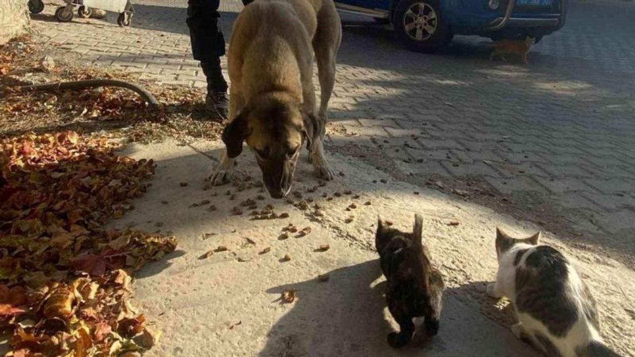 Aydın'da Jandarma sokak hayvanlarını unutmadı
