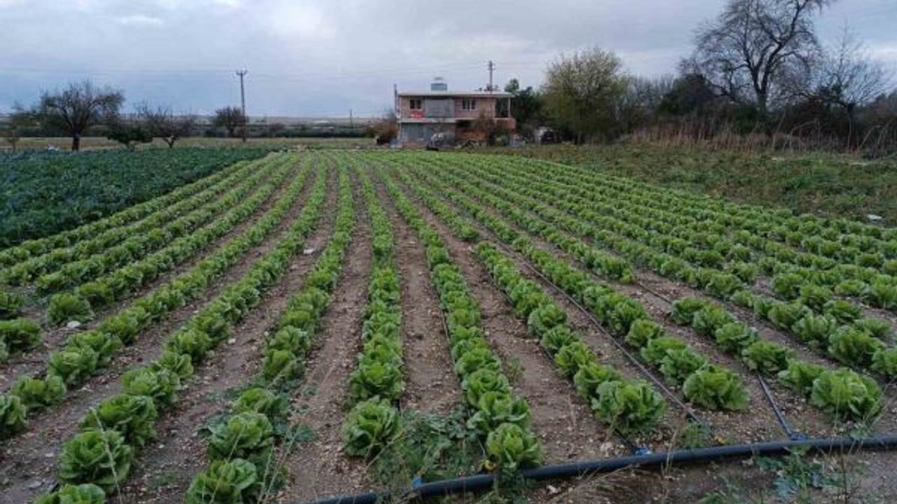 Aydın'da yağış ve doludan etkilenen tarım arazilerinde kontroller başladı