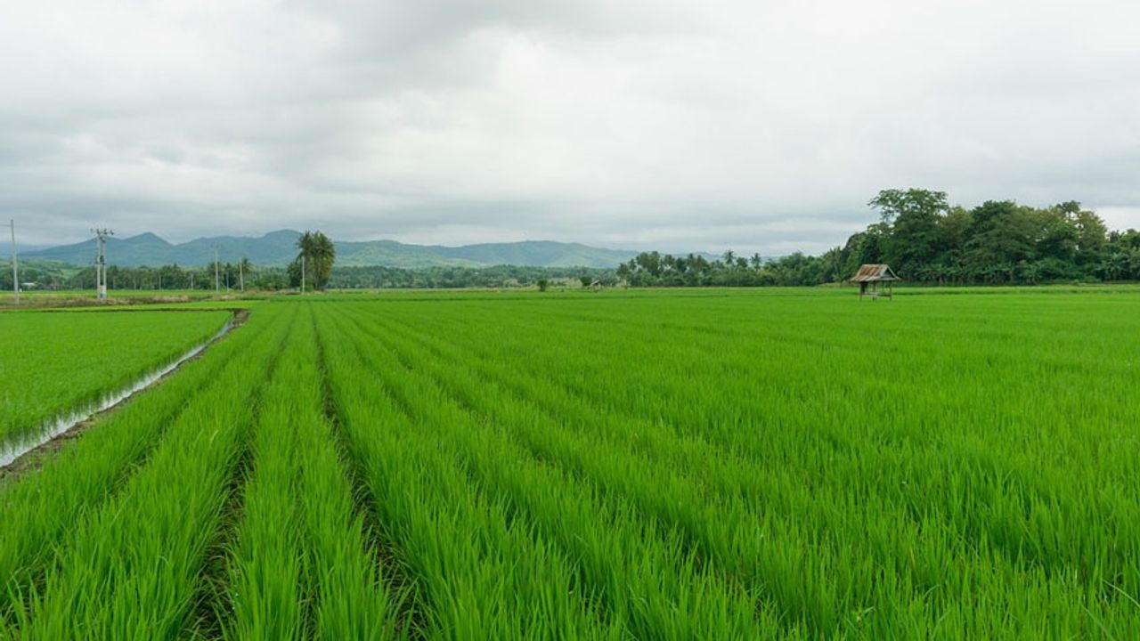 Aydın Milli Emlak arsa satıyor.. 7 taşınmaz listede.. Taksitli ödeme imkanı var.. En ucuzu 571 bin lira