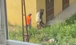 Köpeğe işkence anbean kamerada