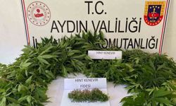 Aydın'da kenevir ekimine jandarma baskını: 1 gözaltı