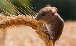Aydın'da tarla faresi sayısı arttı
