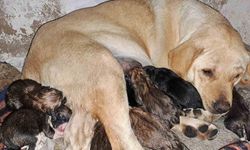 Aydın’da sokak köpeği bir batında 12 yavru doğurdu