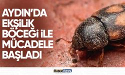 Aydın'da ekşilik böceği ile mücadele başladı