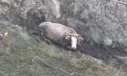 Dereye düşen hamile inek saatler sonra kurtarıldı