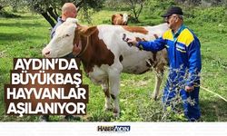 Aydın'da büyükbaş hayvanlar aşılanıyor