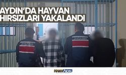 Aydın'da hayvan hırsızları yakalandı