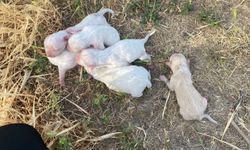 Çöpten 6 köpek yavrusu çıktı