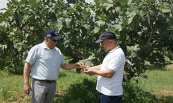 Aydın'da incir bahçelerinde hastalık ve zararlı kontrolü