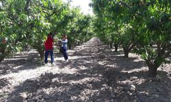 Aydın'daki meyve bahçeleri için uyarı