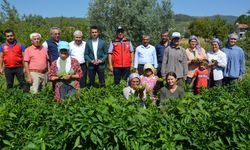 Aydın Bozdoğan'da kardolua biber hasadı