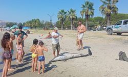 Aydın Kuşadası'nda üzen görüntü