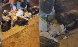 Didim’de toplanmayan çöpler sokaklara dağıldı