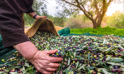 Aydın'ın önemli ürünlerinden sofralık zeytin, ihracatta 200 milyon dolara koşuyor