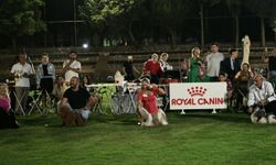 Kuşadası'nda renkli köpek şöleni: 'International Dog Show' sona erdi