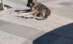 Aydın Germencik'te yaşlı adama köpekler saldırdı