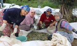 Aydın zeytini sofralarda yerini alıyor