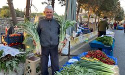 Aydın’da enginar pazar tezgahlarındaki yerini aldı