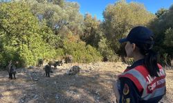 Aydın’da jandarma denetimi