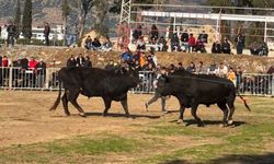 Aydın’da boğa güreşinde ilginç anlar