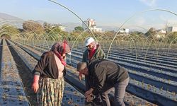 Aydın’da kış çilekleri toprakla buluştu, ilk hasat yakında