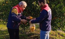 Aydın’da limon bahçelerinden numune alındı