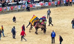 Kuşadası’nda 6 yıl aradan sonra deve güreşi heyecanı yaşandı