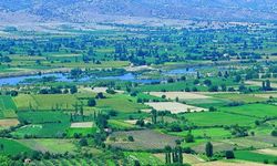 Aydın çiftçisi kararını verdi.. Ürünleri toplamayacaklar.. Tonlarca ürün dalında kalacak