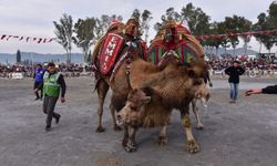 Aydın’da deve güreşi için hazırlıklar devam ediyor