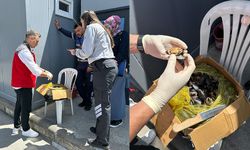 100 kilogram sağlıksız midyeye el konuldu