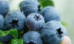 Blueberry Birliği kuruldu