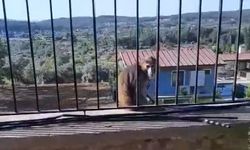 Mahalle ayağa kalktı, herkes yakalamak için seferber oldu