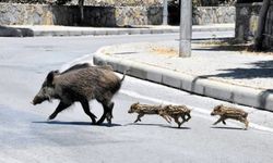Muğla’da yaban domuzlarıyla mücadele başladı, darısı Aydın’a!