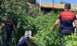 Aydın’da 28 kök kenevir ele geçirildi