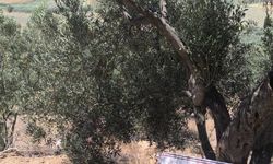 Aydın’da 6 erkek arazide yakalandı