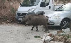 Kuşadası sokaklarında domuz istilası