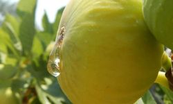 Aydın’da incir sezonu açıldı