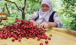 Aydın’da kirazdan kötü haber