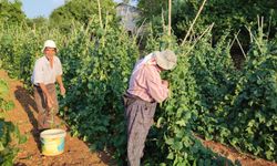 Sırık fasulyesinde hasat zamanı