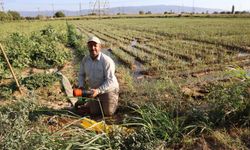 Aydın’da çiftçi endişeli, artık güneş doğmadan tarlaya gitmeye başladılar
