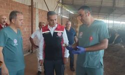 Aydın’da hayvanlar aşılanıyor