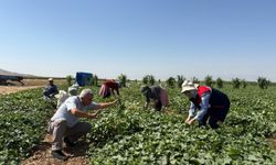 Kornişon salatalıklar toplanıyor