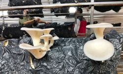 Burada kilo kilo mantar üretiliyor