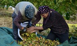 Ceviz hasadı başladı