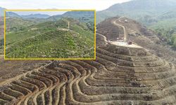 6 yıl önce dikilen fidanlar ormana dönüştü