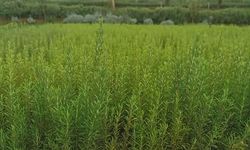 Atıl araziler bu bitki ile yemyeşil oldu