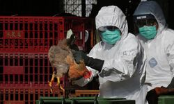 Aydın’a kuş gribi uyarısı geldi