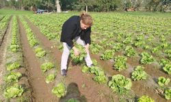 Aydın’da ekipler marul tarlalarından numune aldı