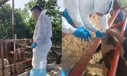 Aydın’da hastalıkla mücadele devam ediyor