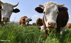 Aydın’da hayvan otlatmak yasaklandı